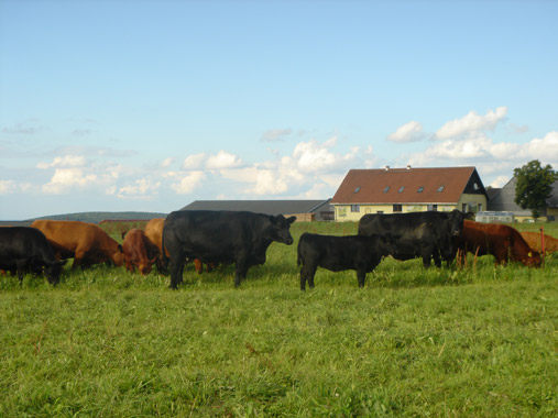 Unsere Angus-Rinder
