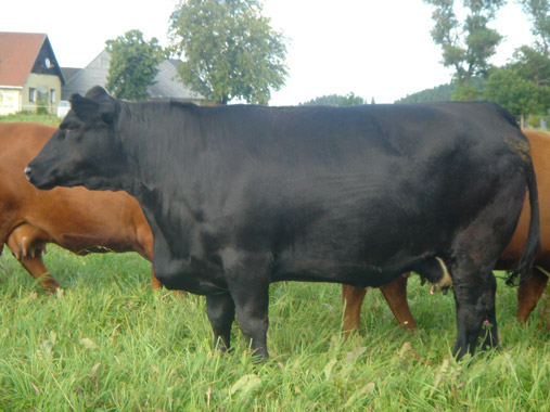 Unsere Angus-Rinder